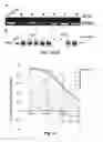 Fig. 13 - Compounds and methods for myotonic dystrophy therapy