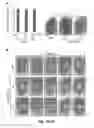 Fig. 14 - Compounds and methods for myotonic dystrophy therapy
