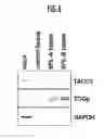 Fig. 08 - SMALL COMPOUNDS TARGETING TACC3