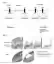 Fig. 04 - COMPOUNDS AND METHODS ASSOCIATED WITH DIFFERENTIAL METHYLATION OF HUMAN PAPILLOMA VIRUS GENOMES IN EPITHELIAL CELLS