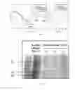 Fig. 07 - METHOD FOR ISOLATING COLLAGEN FROM JELLYFISH BY USING RADIATION