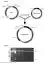 Fig. 02 - Process for purification of a fatty acid binding protein