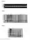 Fig. 03 - Process for purification of a fatty acid binding protein