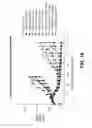 Fig. 17 - Compositions containing, methods involving, and uses of non-natural amino acid linked dolastatin derivatives