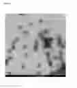 Fig. 07 - Stabilised FMDV capsids