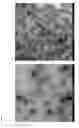 Fig. 09 - Stabilised FMDV capsids