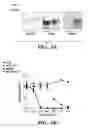 Fig. 06 - MODIFIED MICROBIAL TOXIN RECEPTOR FOR DELIVERING AGENTS INTO CELLS