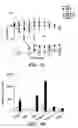 Fig. 09 - MODIFIED MICROBIAL TOXIN RECEPTOR FOR DELIVERING AGENTS INTO CELLS