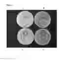 Fig. 03 - Antimicrobial protein