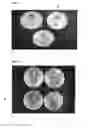 Fig. 06 - Antimicrobial protein