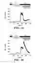 Fig. 12 - Regulators of NFAT