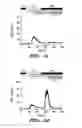 Fig. 13 - Regulators of NFAT