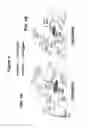 Fig. 05 - Designer osteogenic proteins