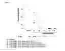 Fig. 09 - Polypeptide having sialylated sugar chains attached thereto