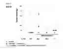 Fig. 12 - Polypeptide having sialylated sugar chains attached thereto