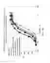 Fig. 19 - GIP receptor-active glucagon compounds