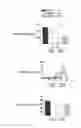 Fig. 50 - GIP receptor-active glucagon compounds