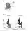 Fig. 11 - High affinity PD-1 agents and methods of use