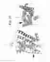 Fig. 30 - MUTANT G-PROTEIN COUPLED RECEPTORS AND METHODS FOR SELECTING THEM