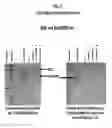 Fig. 04 - Kits for Isolating Protein Samples