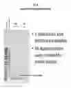 Fig. 05 - Kits for Isolating Protein Samples