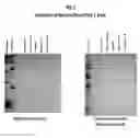 Fig. 06 - Kits for Isolating Protein Samples