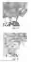 Fig. 11 - ALBUMIN VARIANTS BINDING TO FCRN