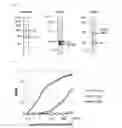 Fig. 10 - Modified laminin containing collagen binding molecule and use thereof