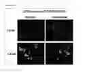 Fig. 27 - Composition comprising at least two influenza A virus-neutralizing-binding molecules