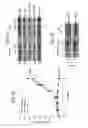 Fig. 04 - Compositions and methods for treating HIF-1α over-expressing cancers