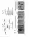 Fig. 12 - Compositions and methods for treating HIF-1α over-expressing cancers