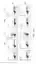 Fig. 13 - Antibodies that bind to TL1A and methods of treating inflammatory or autoimmune disease comprising administering such antibodies