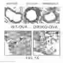 Fig. 14 - Antibodies that bind to TL1A and methods of treating inflammatory or autoimmune disease comprising administering such antibodies