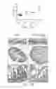 Fig. 19 - Antibodies that bind to TL1A and methods of treating inflammatory or autoimmune disease comprising administering such antibodies