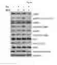 Fig. 08 - Antibody specifically binding to HER2