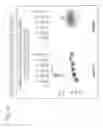 Fig. 02 - Antibodies to a non-ligand binding region of at least two NOTCH receptors