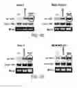 Fig. 03 - MONOCLONAL ANTIBODY CAPABLE OF BINDING TO ANEXELEKTO, AND USE THEREOF