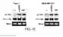 Fig. 04 - MONOCLONAL ANTIBODY CAPABLE OF BINDING TO ANEXELEKTO, AND USE THEREOF