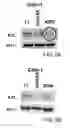 Fig. 06 - MONOCLONAL ANTIBODY CAPABLE OF BINDING TO ANEXELEKTO, AND USE THEREOF