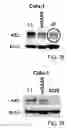 Fig. 08 - MONOCLONAL ANTIBODY CAPABLE OF BINDING TO ANEXELEKTO, AND USE THEREOF
