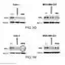 Fig. 09 - MONOCLONAL ANTIBODY CAPABLE OF BINDING TO ANEXELEKTO, AND USE THEREOF