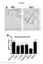 Fig. 04 - Regulating transplant rejection of donor and embryonic stem cell-derived tissues and organs