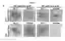 Fig. 08 - Regulating transplant rejection of donor and embryonic stem cell-derived tissues and organs