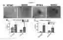 Fig. 09 - Regulating transplant rejection of donor and embryonic stem cell-derived tissues and organs