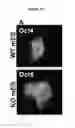 Fig. 16 - Regulating transplant rejection of donor and embryonic stem cell-derived tissues and organs