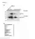 Fig. 04 - Antibodies against human RYK and uses therefor