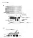 Fig. 05 - Antibodies against human RYK and uses therefor