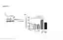 Fig. 09 - Antibodies against human RYK and uses therefor