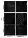 Fig. 15 - Ethylsulfonated hyaluronic acid biopolymers and methods of use thereof