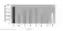 Fig. 07 - PHA compositions comprising PBS and PBSA and methods for their production
